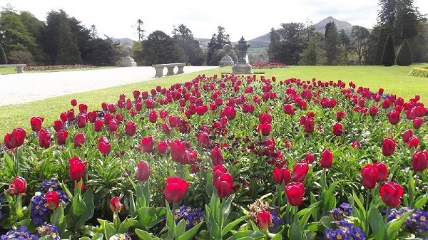 Tulip Festival at Powerscourt Gardens