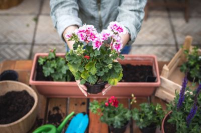 15 garden tips for May