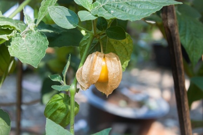3 under-rated fruit and vegetables to grow