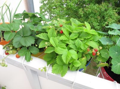 6 top crops to grow in containers