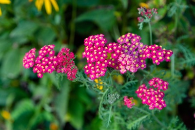 6 top drought-tolerant perennials