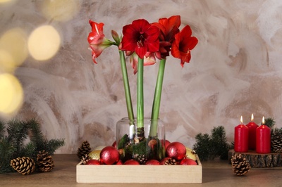 All about the Amaryllis