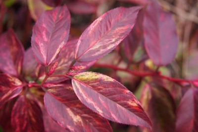All about the enchanting Leucothoe