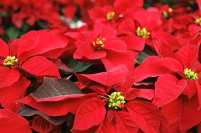 All about the poinsettia