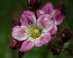 April Plant of the Month - Spring flowering Alpines