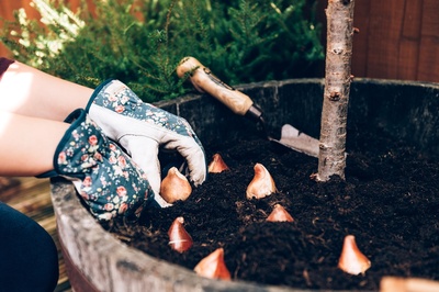 Autumn gardening