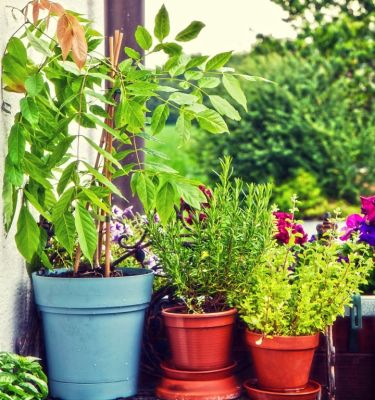 Balcony Gardening