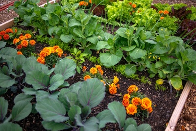 Benefits of companion planting and how it's done
