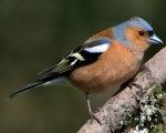  Bird-watching for Beginners at  Powerscourt Garden Pavilion