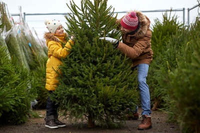 Christmas tree shopping guide