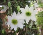 Climbing Plants