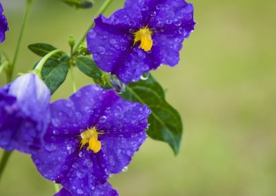 Climbing Plants / Climbers - Our Top Tips