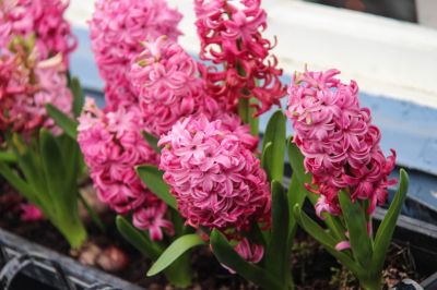 Colourful Houseplants