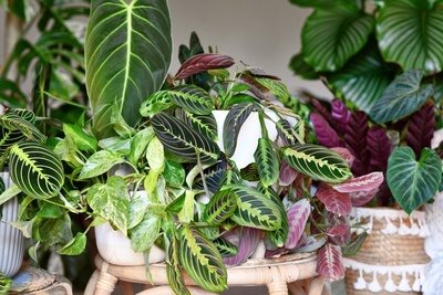 Colourful houseplants to make your autumn home cosy
