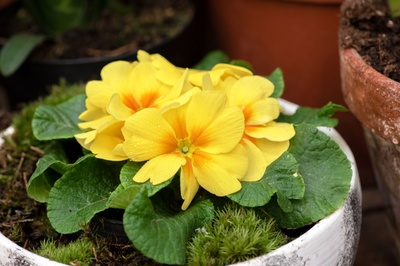 Colourful spring plants to fill pots and borders