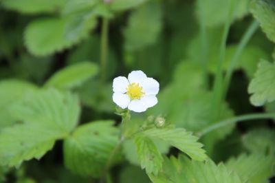 Create an Alpine Corner. Guide to choosing the right plants