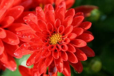 Dahlia Masterclass with Christopher White