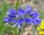 Deadheading or Cutting Back of Perennials and Annual Flowers