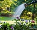 Effective watering and watering saving tips