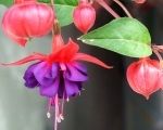 Fuchsia Riccartonii