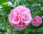 Garden Pavilion Wicklow Plant of the Month - Camellia Japonica