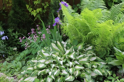 Garden plants for low-light