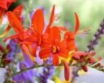 Gardening Tips for Crocosmia Lucifer with Horticulturalist Marianne Caplice