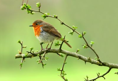 Get Your Garden Ready for Autumn