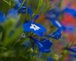 Getting Into Bedding Plants