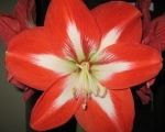 Great winter gardening tips for Amaryllis with Powerscourt Garden Pavilion