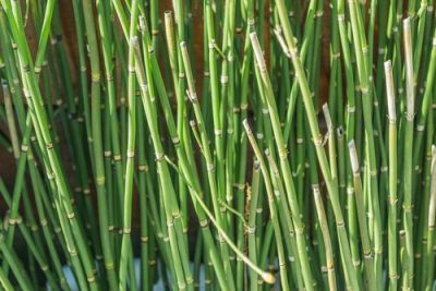 Grow bamboo in the garden