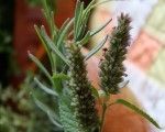Growing Herbs - Advice from horticulturist Ena Ronayne