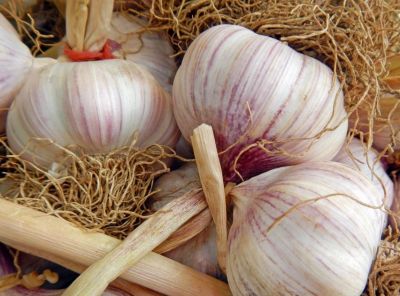 Growing Leeks and Garlic