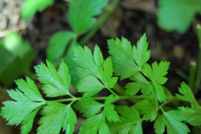 Herbs at Powerscourt Garden Pavilion