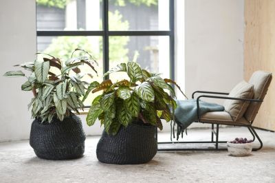 Houseplant of the month: Calathea