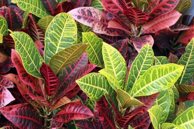 Houseplant of the month: Crotons
