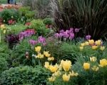 How and When to Plant Spring Bulbs