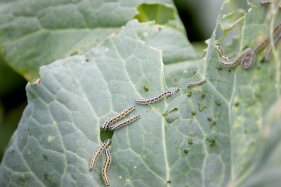 How to get rid of cabbage worms