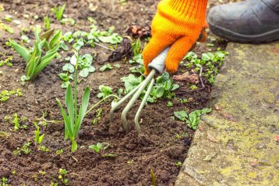 How to get rid of garden weeds