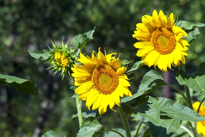 How to grow Sunflowers