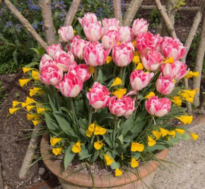 How to plant a bulb lasagne pot