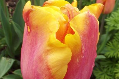 How To Plant Tulip Bulbs