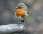 Ireland’s Top 10 Garden Birds