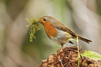 January Gardening To-do List