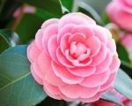 January Plant of the month - Camellia