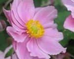 Japanese Anenomes - September Gardening Tips with Powerscourt!