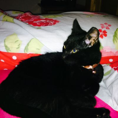 Meet Tilly - A feral cat finds a new home