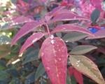 Nandina Domestica - The Sacred / Heavenly Bamboo!