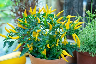 Organic vegetables to grow indoors 
