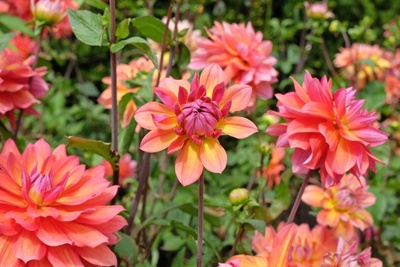 Our favourite summer bulbs to plant now